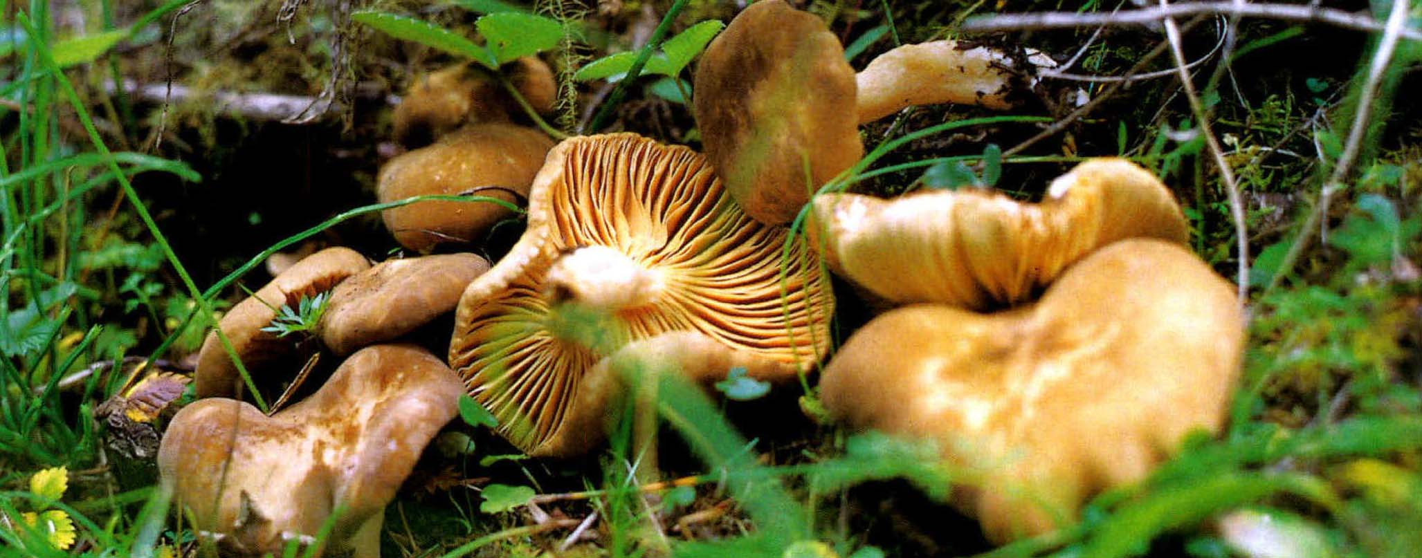 Lactarius pterosporus Romagnesi